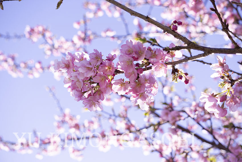 千葉県八千代緑が丘　きものあそび裕　着物出張着付け